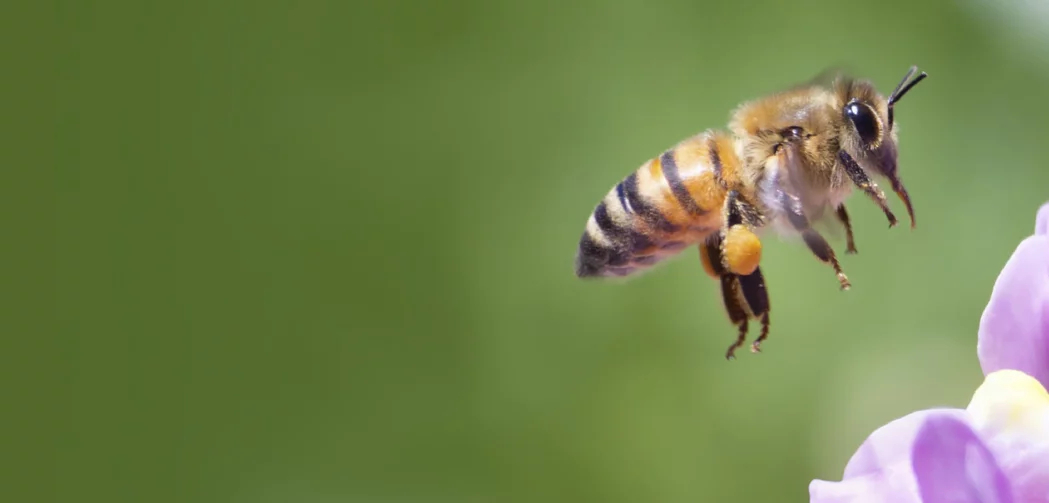 Bees Matter Educational Website